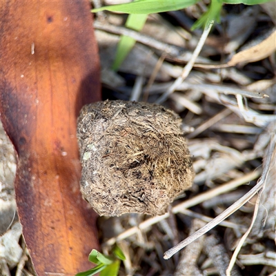 Vombatus ursinus at Dickson, ACT - 30 Oct 2025 by Hejor1