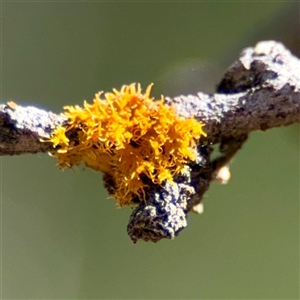 Teloschistes sp. (genus) at Ainslie, ACT - 30 Oct 2025 by Hejor1