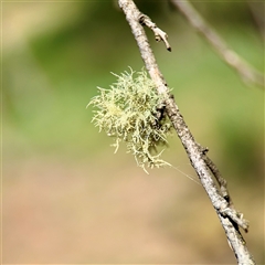 Usnea sp. (genus) at Ainslie, ACT - 30 Oct 2025 by Hejor1
