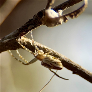 Plebs bradleyi at Ainslie, ACT - 30 Oct 2025 by Hejor1