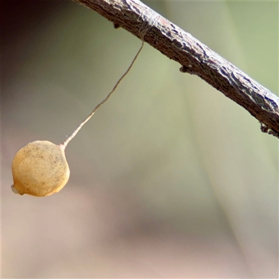 Ariamnes sp. (genus) at Ainslie, ACT - 30 Oct 2025 by Hejor1