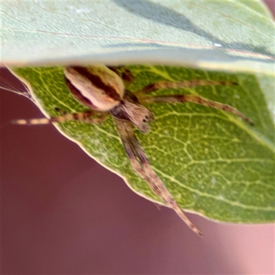 Salsa sp. (genus) at Ainslie, ACT - 30 Oct 2025 by Hejor1