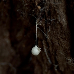 Tamopsis sp. (genus) (Two-tailed spider) at Ainslie, ACT - 30 Oct 2025 by Hejor1