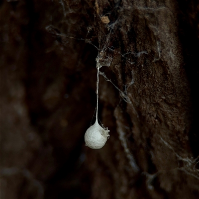 Tamopsis sp. (genus) (Two-tailed spider) at Ainslie, ACT - 30 Oct 2025 by Hejor1