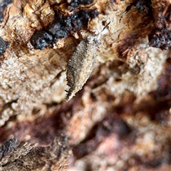 Cebysa leucotelus (Australian Bagmoth) at Ainslie, ACT - 30 Oct 2025 by Hejor1