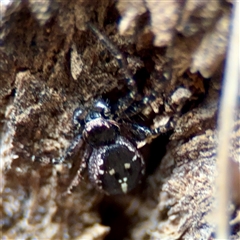 Tharpyna (genus) at Ainslie, ACT - 30 Oct 2025 by Hejor1