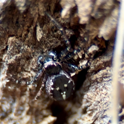 Tharpyna (genus) at Ainslie, ACT - 30 Oct 2025 by Hejor1