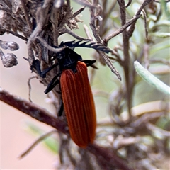 Porrostoma rhipidium (Long-nosed Lycid (Net-winged) beetle) at Ainslie, ACT - 30 Oct 2025 by Hejor1