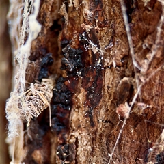 Neuroptera (order) (Unidentified lacewing) at Ainslie, ACT - 30 Oct 2025 by Hejor1