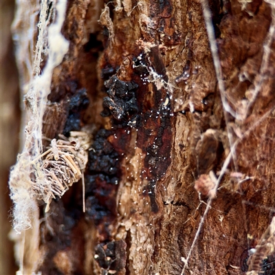 Neuroptera (order) (Unidentified lacewing) at Ainslie, ACT - 30 Oct 2025 by Hejor1
