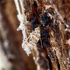 Lomera (genus) at Ainslie, ACT - 30 Oct 2025 by Hejor1