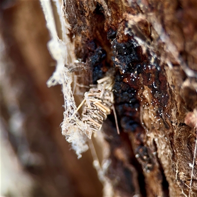 Lomera (genus) at Ainslie, ACT - 30 Oct 2025 by Hejor1