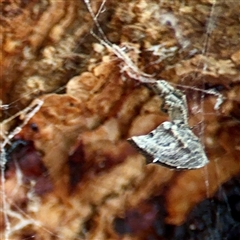 Philoponella congregabilis (Social house spider) at Ainslie, ACT - 30 Oct 2025 by Hejor1