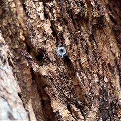 Segestriidae sp (family) (Tube Dwelling Spider) at Ainslie, ACT - 30 Oct 2025 by Hejor1