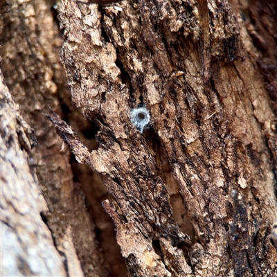 Segestriidae sp (family) (Tube Dwelling Spider) at Ainslie, ACT - 30 Oct 2025 by Hejor1