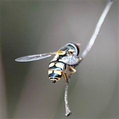 Simosyrphus grandicornis (Common hover fly) at Ainslie, ACT - 30 Oct 2025 by Hejor1