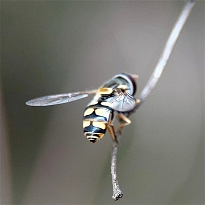 Simosyrphus grandicornis (Common hover fly) at Ainslie, ACT - 30 Oct 2025 by Hejor1