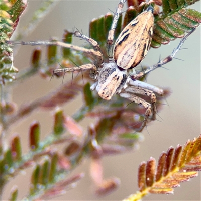 Oxyopes (genus) at Ainslie, ACT - 30 Oct 2025 by Hejor1