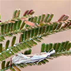Thema macroscia (A Concealer moth (Chezala group) at Ainslie, ACT - 30 Oct 2025 by Hejor1