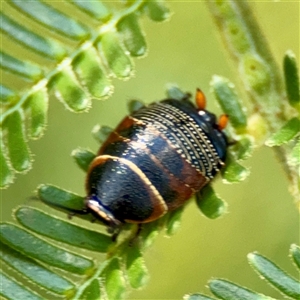 Ellipsidion sp. (genus) (A diurnal cockroach) at Ainslie, ACT - 30 Oct 2025 by Hejor1