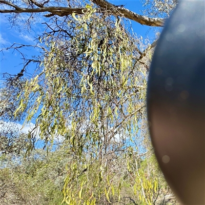 Amyema miquelii at Ainslie, ACT - 30 Oct 2025 by Hejor1