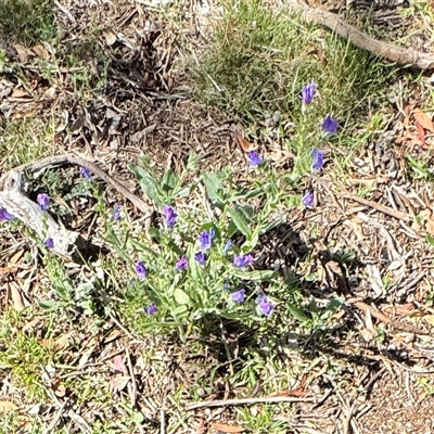 Echium plantagineum (Paterson's Curse) at Ainslie, ACT - 30 Oct 2025 by Hejor1
