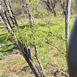 Solanum (genus) at Ainslie, ACT - 30 Oct 2025 by Hejor1