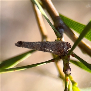 Conoeca or Lepidoscia (genera) IMMATURE (Unidentified Cone Case Moth larva, pupa, or case) at Ainslie, ACT - 30 Oct 2025 by Hejor1