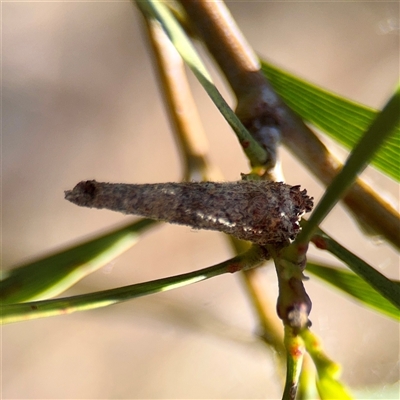 Conoeca or Lepidoscia (genera) IMMATURE (Unidentified Cone Case Moth larva, pupa, or case) at Ainslie, ACT - 30 Oct 2025 by Hejor1