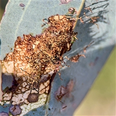 Hypertrophidae (family) (Unidentified Twig Moth) at Ainslie, ACT - 30 Oct 2025 by Hejor1