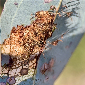 Hypertrophidae (family) (Unidentified Twig Moth) at Ainslie, ACT - 30 Oct 2025 by Hejor1