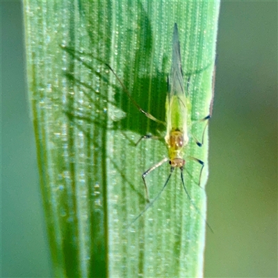 Aphididae (family) (Unidentified aphid) at Ainslie, ACT - 30 Oct 2025 by Hejor1