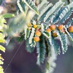 Austroacacidiplosis botrycephalae (A Gall Midge) at Ainslie, ACT - 30 Oct 2025 by Hejor1