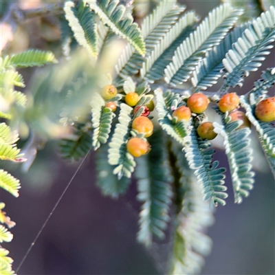 Austroacacidiplosis botrycephalae (A Gall Midge) at Ainslie, ACT - 30 Oct 2025 by Hejor1