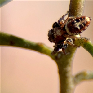 Opisthoncus sexmaculatus at Ainslie, ACT - 30 Oct 2025 by Hejor1