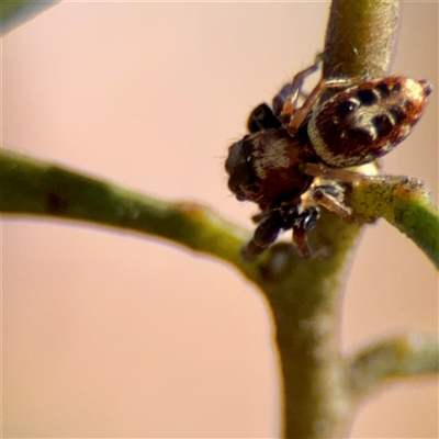 Opisthoncus sexmaculatus at Ainslie, ACT - 30 Oct 2025 by Hejor1