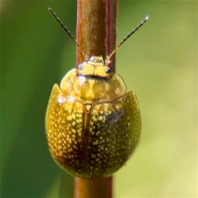 Paropsisterna cloelia (Eucalyptus variegated beetle) at Dickson, ACT - 30 Oct 2025 by Hejor1