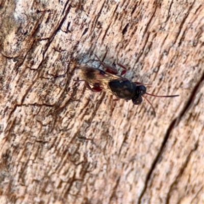 Chalcididae (family) (Unidentified chalcid wasp) at Dickson, ACT - 30 Oct 2025 by Hejor1