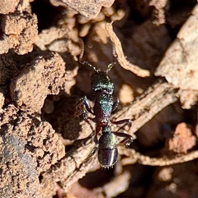 Rhytidoponera metallica (Greenhead ant) at Dickson, ACT - 30 Oct 2025 by Hejor1