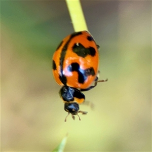 Coccinella transversalis (Transverse Ladybird) at Ainslie, ACT - 30 Oct 2025 by Hejor1