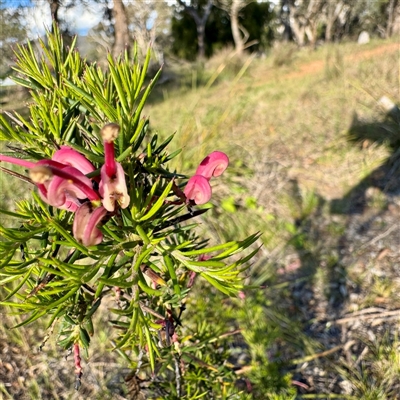 Grevillea (genus) at Ainslie, ACT - 30 Oct 2025 by Hejor1