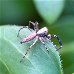 Helpis minitabunda at Ainslie, ACT - 30 Oct 2025 by Hejor1