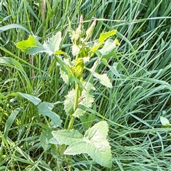 Sonchus oleraceus (Annual Sowthistle) at Ainslie, ACT - 30 Oct 2025 by Hejor1