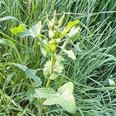Sonchus oleraceus (Annual Sowthistle) at Ainslie, ACT - 30 Oct 2025 by Hejor1