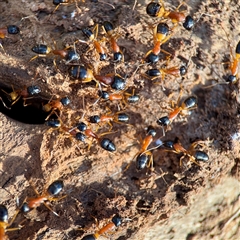 Camponotus consobrinus (Banded sugar ant) at Ainslie, ACT - 30 Oct 2025 by Hejor1