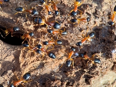 Camponotus consobrinus (Banded sugar ant) at Ainslie, ACT - 30 Oct 2025 by Hejor1