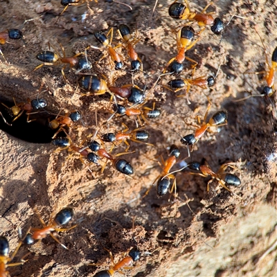 Camponotus consobrinus (Banded sugar ant) at Ainslie, ACT - 30 Oct 2025 by Hejor1