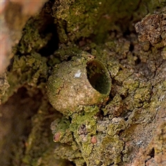 Doratifera (genus) (Cup Moth) at Ainslie, ACT - 30 Oct 2025 by Hejor1