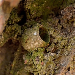 Doratifera (genus) (Cup Moth) at Ainslie, ACT - 30 Oct 2025 by Hejor1