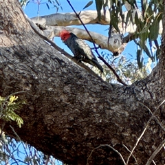 Callocephalon fimbriatum at Ainslie, ACT - 30 Oct 2025 by Hejor1